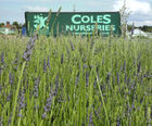 Shrubs of all types and sizes
