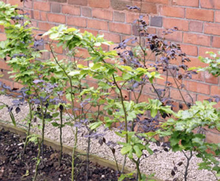 Containerised transplants for hedging