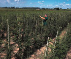 Bare root tree transplants grown from native seed