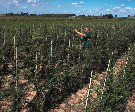 Bare root tree transplants grown from native seed