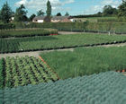 Container grown shrubs