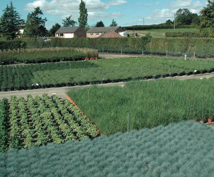 Container grown shrubs