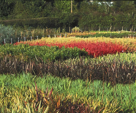 Propagation of container and field grown plants