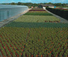 Specimen plants