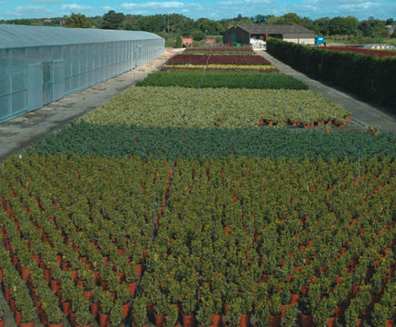 Specimen plants