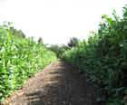 Hedging plants