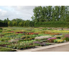 Herbaceous perennials