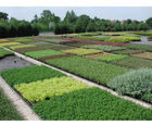 Shrubs
