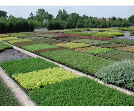 Shrubs