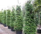 Container-grown conifers