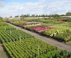 Container grown shrubs