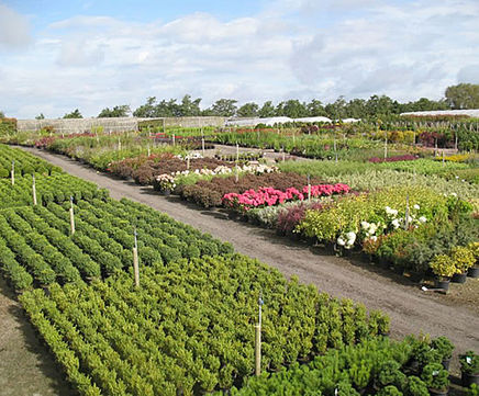 Container grown shrubs