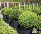 Container-grown topiary