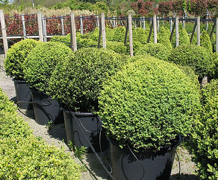 Container-grown topiary