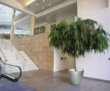 Cirkik Spirit Planters - modern fiberglass indoor plant pots