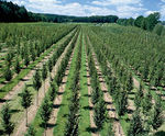 Deciduous trees and shrubs