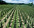 Deciduous trees and shrubs 0