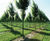 Deciduous trees and shrubs 9