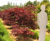 Deciduous trees and shrubs 1