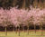 Deciduous trees and shrubs 8