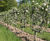 Semi-mature fruit trees 6