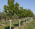 Semi-mature fruit trees 3