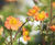 Perennial plants 1