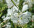 Perennial plants 2