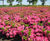 Rhododendrons 1