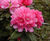 Rhododendrons 9