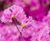 Rhododendrons 2