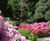 Rhododendrons 5