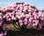 Rhododendrons 6