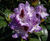 Rhododendrons 7