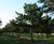 Conifers 8