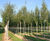 Deciduous trees and shrubs 2