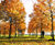 Deciduous trees and shrubs 5
