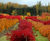 Deciduous trees and shrubs 6