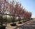 Deciduous trees and shrubs 7