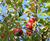 Semi-mature fruit trees 1