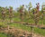 Semi-mature fruit trees 2