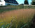 Perennial plants 9