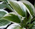 Perennial plants 4