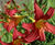 Perennial plants 5