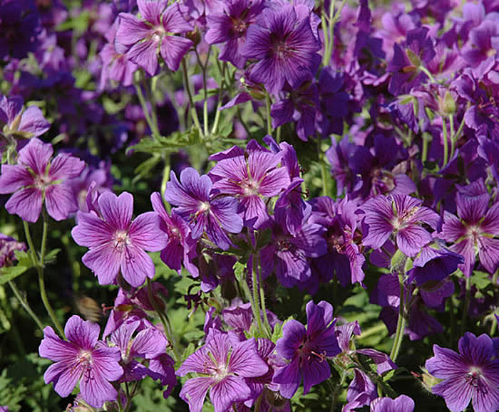 Images for Perennial plants