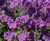 Perennial plants 6