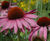 Perennial plants 7