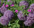 Perennial plants 8