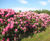 Rhododendrons 10