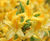 Rhododendrons 11
